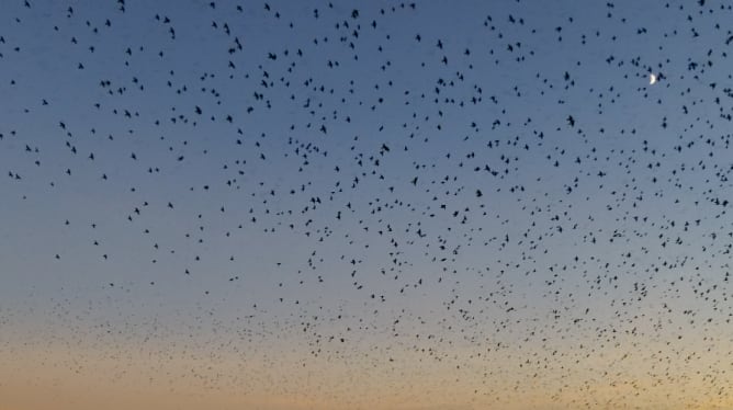 The moon is often there, since the birds came in the evening