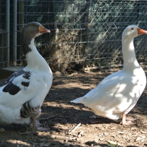 Gänse, unsere Wächter