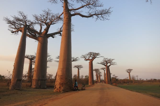 L'allée des baobabs à Morondave