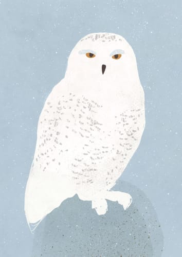 Sketch: Valdís, the snowy owl