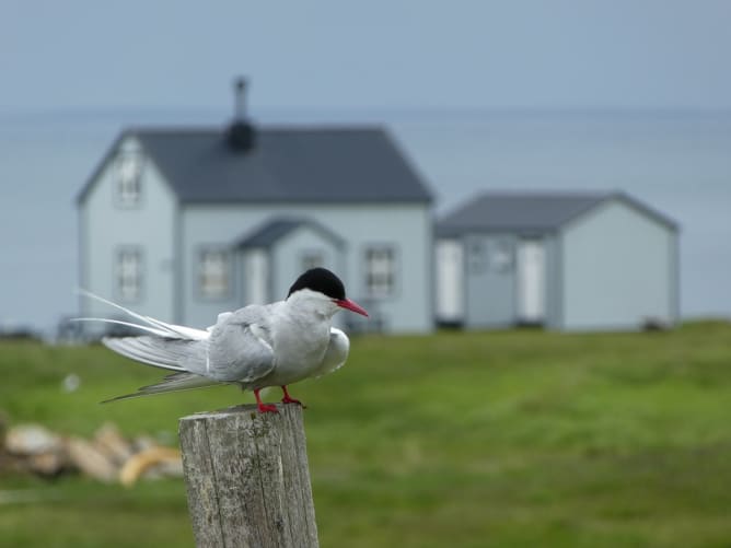 Iceland