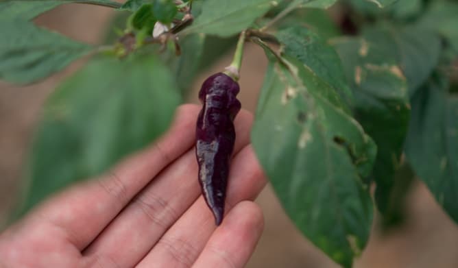 Piment Naga