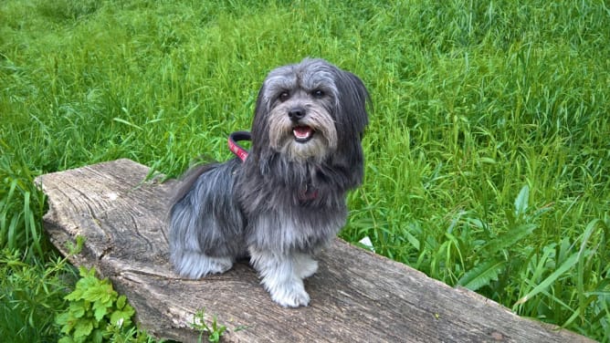 Zorra posing on a walk