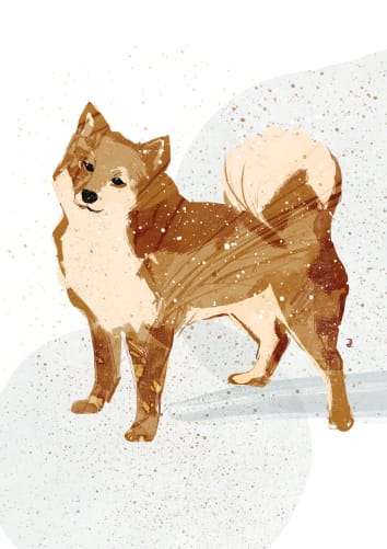 Sketch: Bjarki, the Icelandic dog