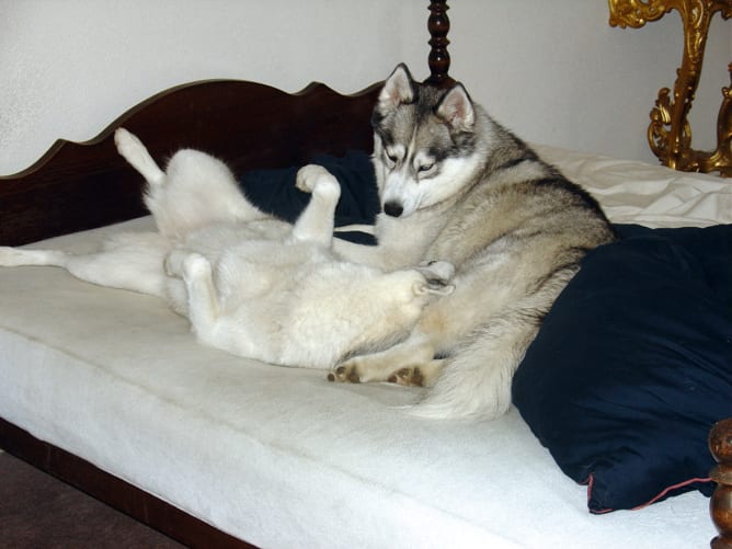 Cheyenne und ihr Freund Rocky. Eine tierische Liebe...