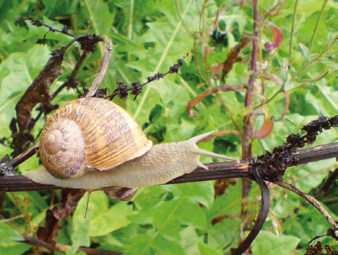 Die «Weinbergschnecken» Apsersa