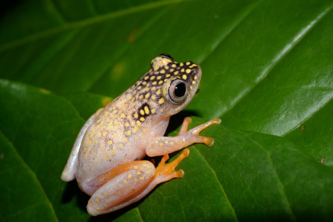 une grenouille (Heterixalus alboguttatus) du parc national de Ranomafana