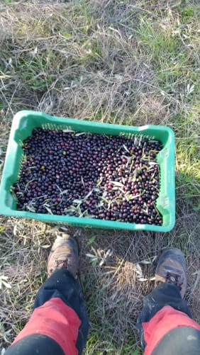 Transport of the olives