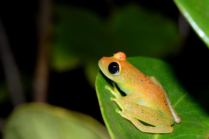 Boophis cf. viridis