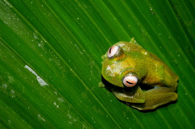 Boophis cf. elenae 