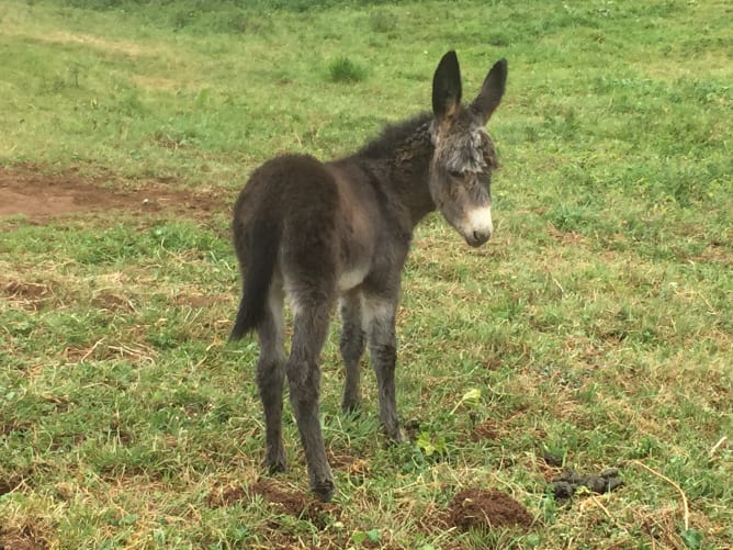 Anstatt schwere Maschinen, leisten Tiere nützliche Arbeit.