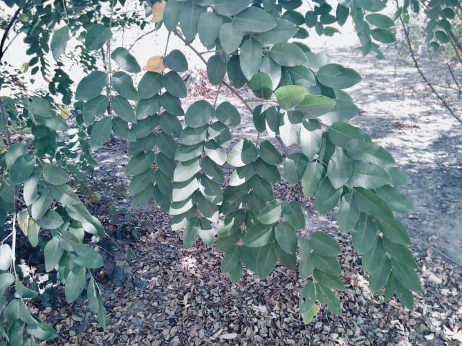 Le  Kombrissaka ou le Cassia Siberiana (latin)