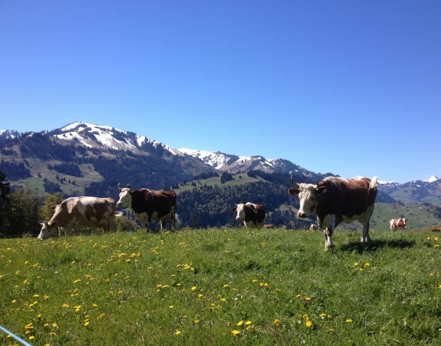 Simmentaler Kühe aus der Nachbarschaft