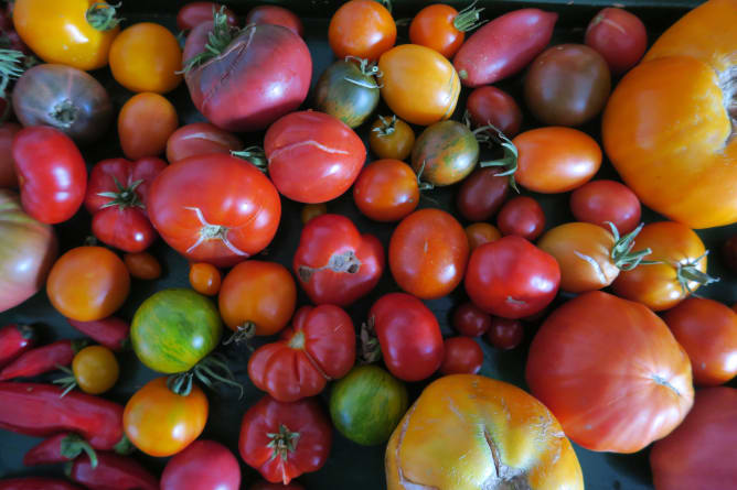 La récolte de tomates