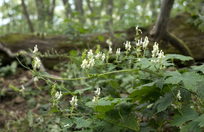 Aconitum longecassidatum Nakai (흰진범) from North Korea