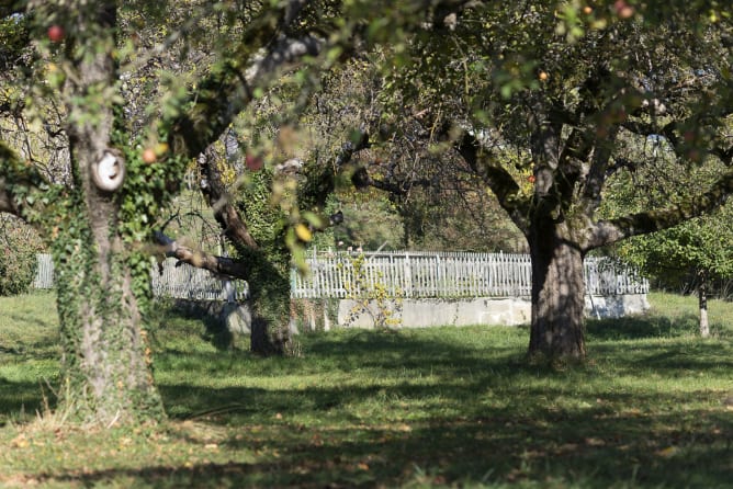 Uralter intakter Obstgarten