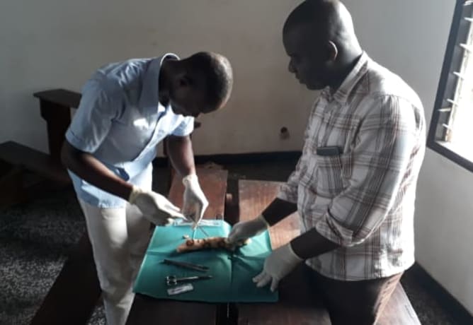 Atelier pratique - débridement d'une plaie sur des pieds de porcs