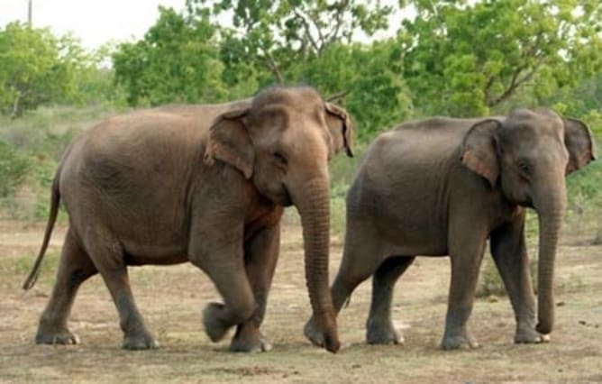 Elefanten unterwegs ausserhalb der Schutzgebiete