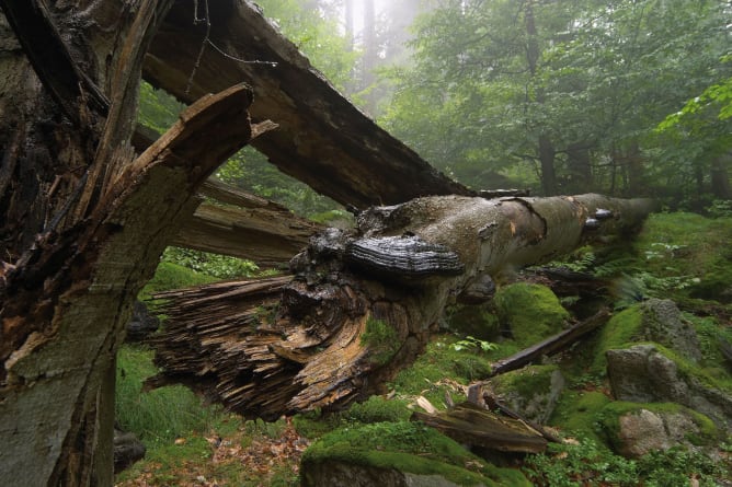 Wald erhalten heisst auch Wald bewirtschaften