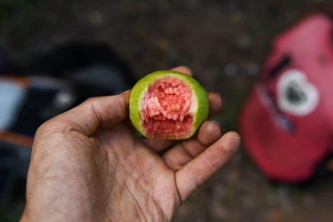 Une goyave fraîchement cueillie dans la forêt