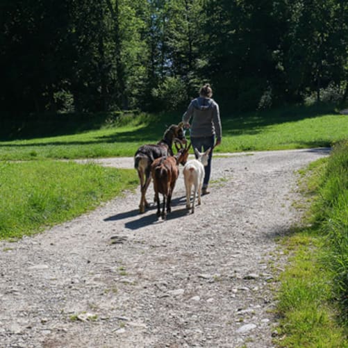 Ab auf die neue Weide