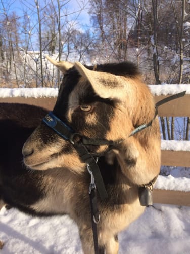 Casper im Elfenauwinter