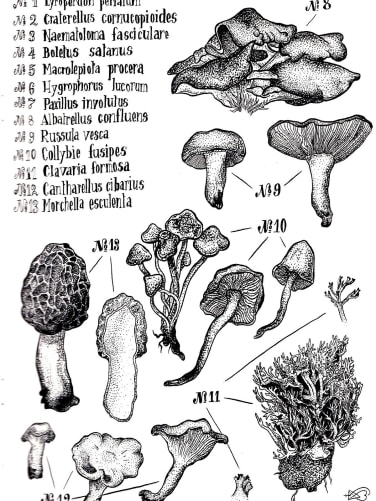 Mushrooms