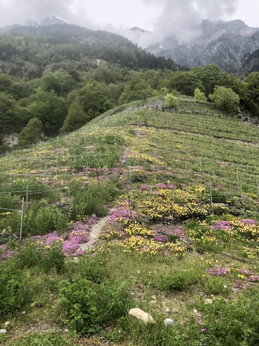 la Crête qui sépare les deux combes du vignoble a 900Alts