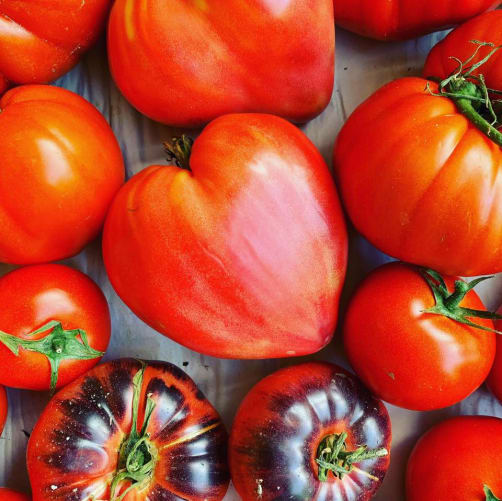 les belles tomates de l'épicerie