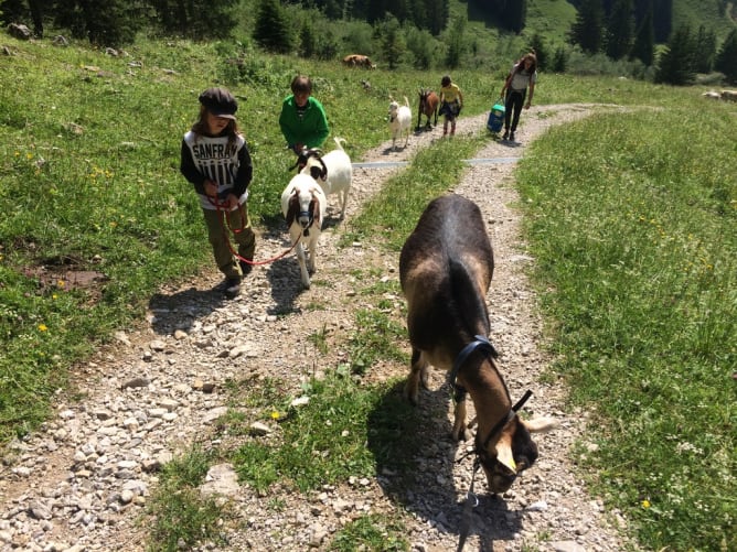 Unser Geissenzügli marschiert in der Nachmittagshitze auf die Obere Walalp.