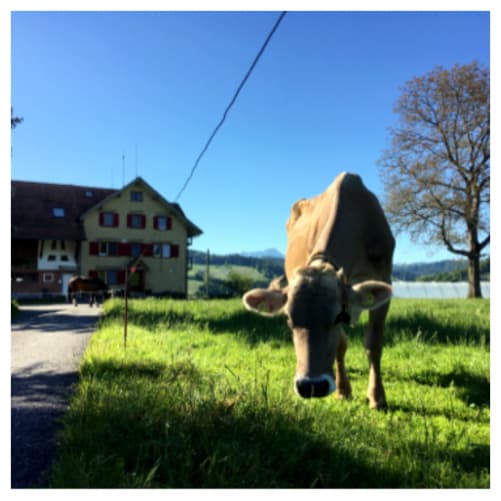 A curious cow grazing in front of the farm house