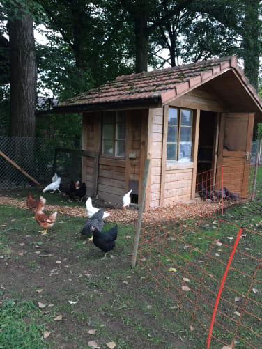 Die Hühner bleiben noch in der Nähe des Häuschens, bevor sie ihren grossen Park erkunden.