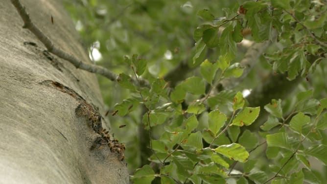 Bees in a hollow beech tree in Schwäben. 