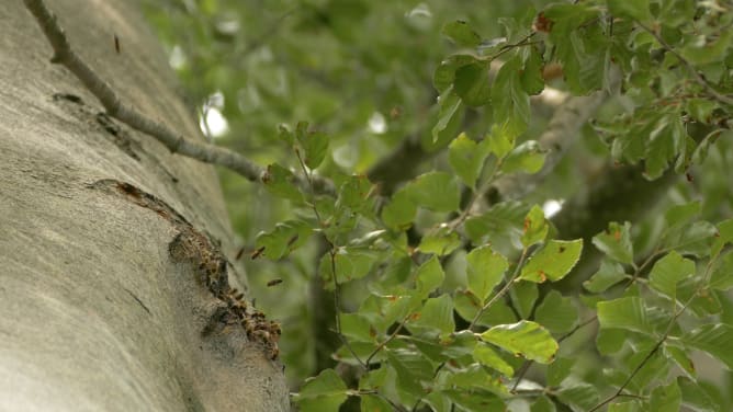 Bienen in einer hohlen Buche in Schwäben.