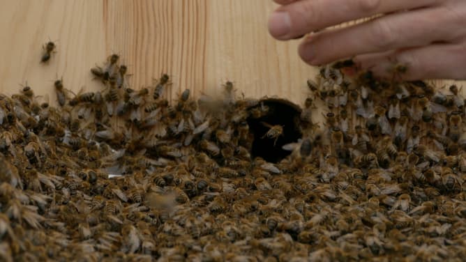 Elbbienen by Anne-Marie Maes, transferring the bees to their new home.