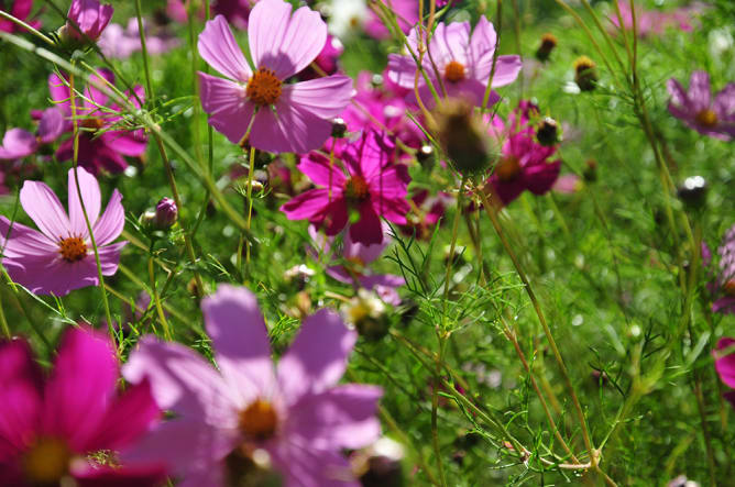 Blumen für die UnterstützerInnen