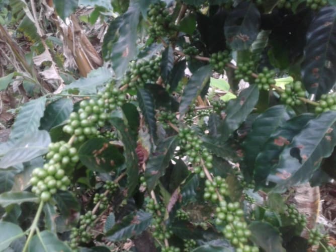 Die Kaffeepflanze mit noch unreifen Früchten