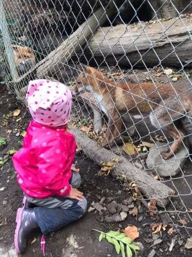 Wildtiere der Schweiz kennenlernen