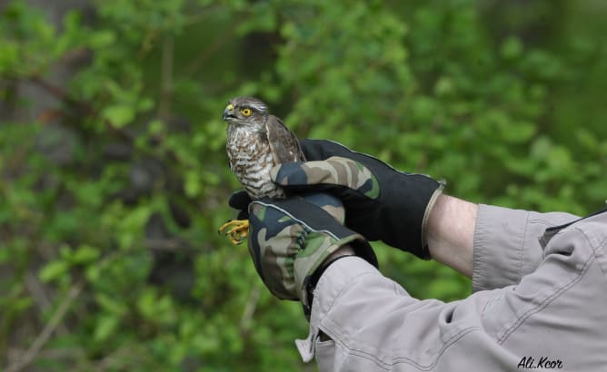 Released of a Eurasian sparrowhawk