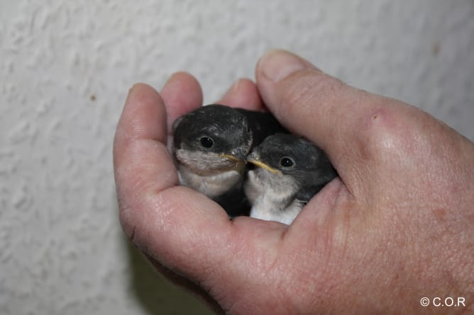 House martin