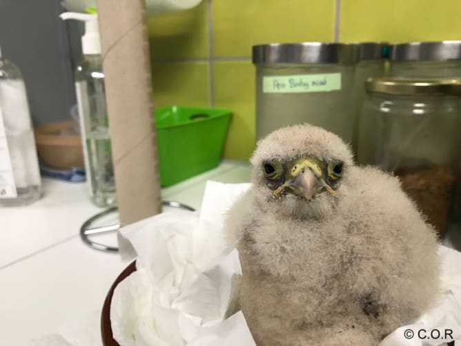 Young common kestrel