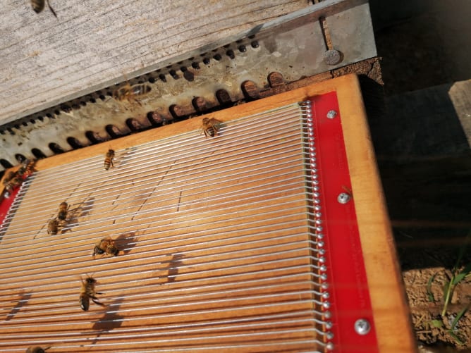 Plaque pour récupérer le venin d'abeille