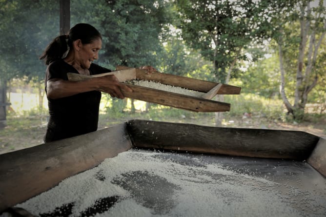 In Gärten pflanzen Tupinambá auch die einheimische Wurzelknolle Maniok an. Bereits vor mehreren Tausend Jahren entwickelten die Indigenen eine Technik, welche Gift und Wasser der Wurzel entzog und ein langhaltbares Mehl daraus machten. (Foto: Thomaz Pedro/GfbV)