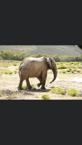 Elefant nahe wasserloch