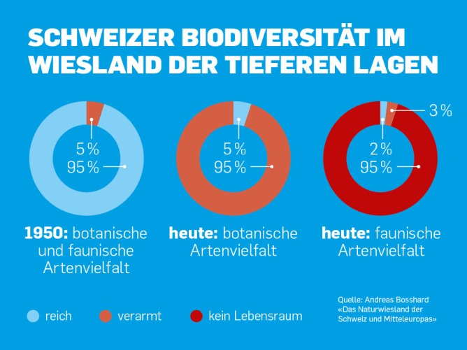 Insekten sind bedroht