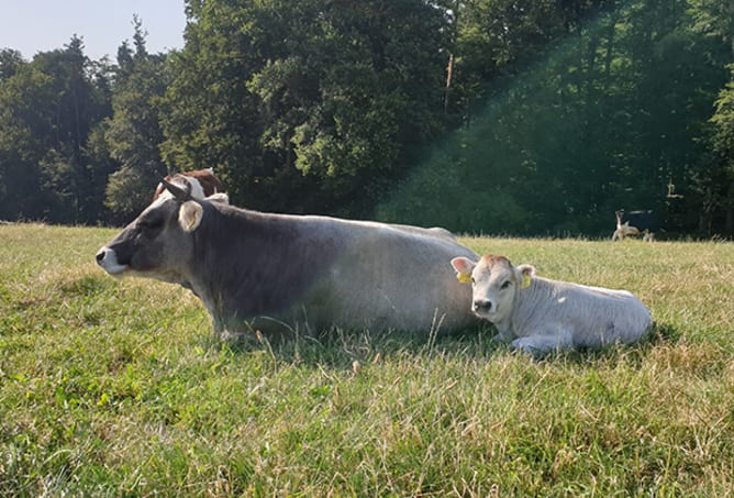 Ich betreibe muttergebundene Kälberaufzucht.