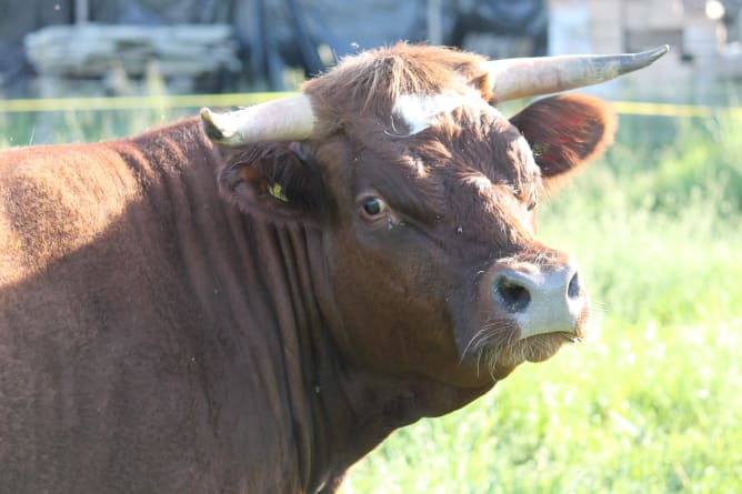 XL Kadaverhaube, Kadaverabdeckung Rinder und Kühe