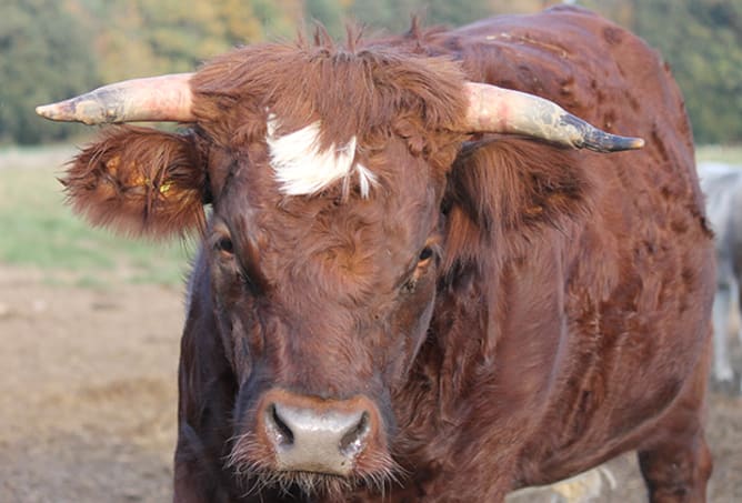 Elsa ist das Nesthäkchen unter den Evolènern. 