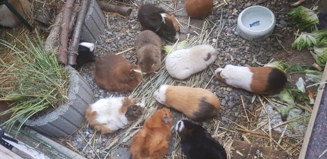 Unsere Meerschweinchen- Gruppe am fressen