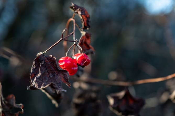 Rote Tupfer in der Natur